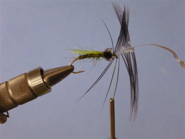 Serge Pupa 4